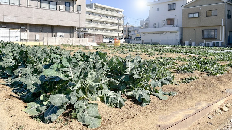 家庭菜園